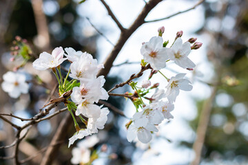 Cherry blossoms bloom beautifully in spring. Cherry blossoms, flowers, spring, nature.