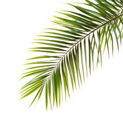 Fototapeta premium Lush green palm tree leaves isolated on a transparent background, Green leaves of palm tree isolated on tranaparent background isolated on transparent background