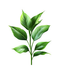 Fototapeta premium Green plant with leaves on a white background isolated in transparent background png