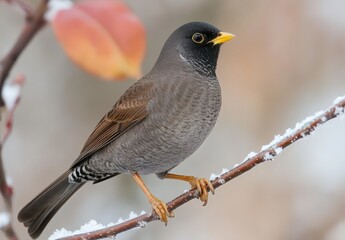 Fototapeta premium Captivating close-up of a gray bird perching on a snow-dusted branch against a colorful background of blurred autumn leaves