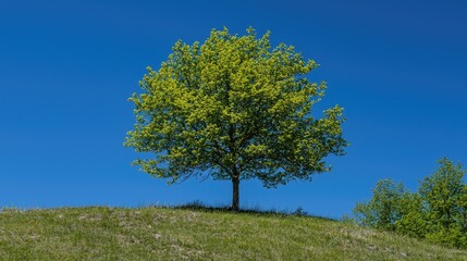 Fototapeta premium Perfectly Round Green Tree on a Hill Against Deep Blue Sky