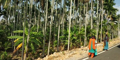 Fototapeta premium woman walking in the group of height trees