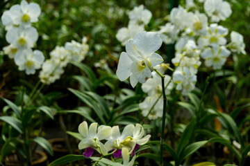 Colorful orchid flowers growing in orchid nursery farm in Bogor, Indonesia