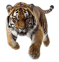 Obraz premium Majestic Bengal Tiger with Orange Fur and Black Stripes, Front View of Wild Big Cat in Stalking Pose Isolated on Transparent and White Background