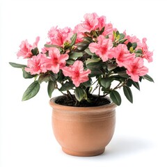Pink Azalea in Terracotta Pot on White Background
