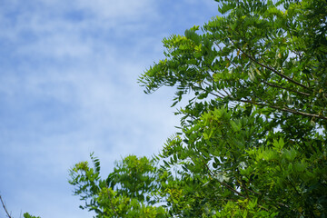 Green Canopy and Blue Sky