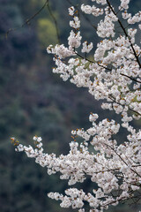 plum blossom in spring