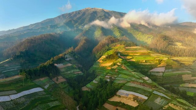 Aerial view of Rice terraces and vegetable plots on a mountain ridge in the morning, volcano Hillside countryside, Magelang, Indonesia	