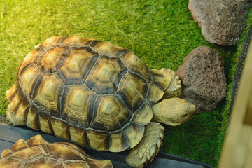 Sulcata tortoise in cage, Close-up of Sulcata tortoise.