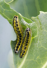 Großer Kohlweißling (Pieris brassicae)