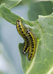 Großer Kohlweißling (Pieris brassicae)
