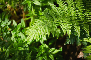Bright green ferns stand out amidst healthy plants, showcasing natures vivid colors under sunlight in a lush garden.