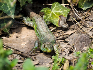 Westliche Smaragdeidechse (Lacerta bilineata)