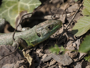 Westliche Smaragdeidechse (Lacerta bilineata)