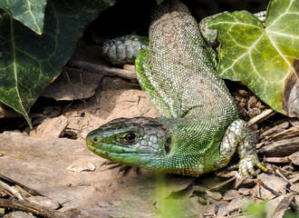 Westliche Smaragdeidechse (Lacerta bilineata)