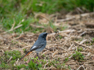 Hausrotschwanz  (Phoenicurus ochruros)