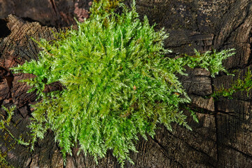 Bright green moss grows on a weathered tree trunk, showcasing nature's resilience under a serene forest canopy.