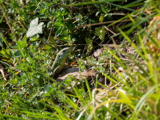 Westliche Smaragdeidechse (Lacerta bilineata)