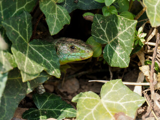 Westliche Smaragdeidechse (Lacerta bilineata)