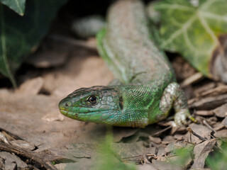 Westliche Smaragdeidechse (Lacerta bilineata)