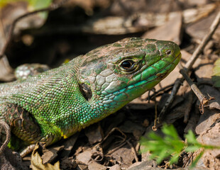 Westliche Smaragdeidechse (Lacerta bilineata)