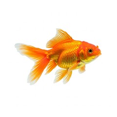 Fototapeta premium Adorable pet goldfish isolated on white background suitable for aquarium themes, pet shop promotions, and aquatic art concepts 