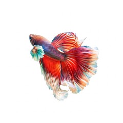 Fototapeta premium Beautiful betta fish isolated on white background suitable for pet fish illustrations, aquatic life concepts, and home aquarium designs 