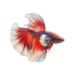 Fototapeta premium Colorful betta fish isolated on white background perfect for aquarium, ornamental fish, and aquatic life designs 