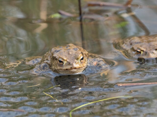 Erdkröte (Buso bufo