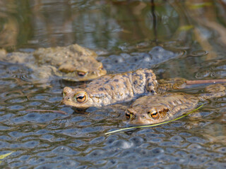 Erdkröte (Buso bufo