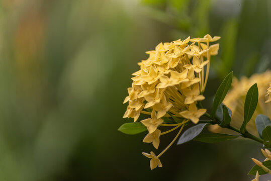 Ixora coccinea (also known as jungle geranium, flame of the woods or jungle flame or pendkuli) is a species of flowering plant in the family Rubiaceae