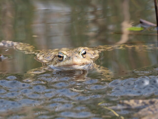 Erdkröte (Buso bufo
