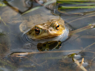 Erdkröte (Buso bufo