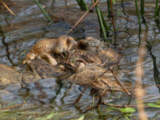 Erdkröte (Buso bufo
