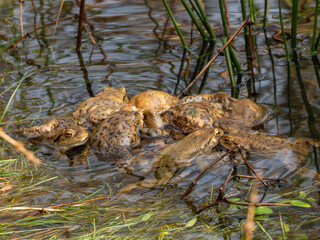 Erdkröte (Buso bufo