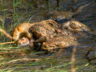 Erdkröte (Buso bufo