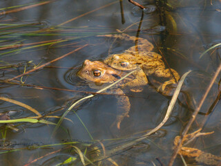 Erdkröte (Buso bufo