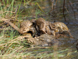 Erdkröte (Buso bufo