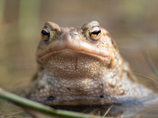 Erdkröte (Buso bufo