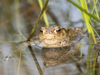 Erdkröte (Buso bufo