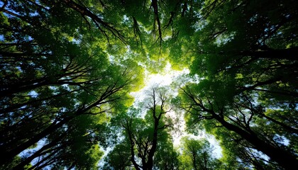 Fototapeta premium A Canopy of Green: An Upward Gaze into a Lush Forest