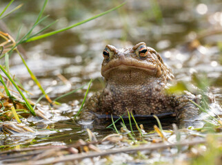 Erdkröte (Buso bufo