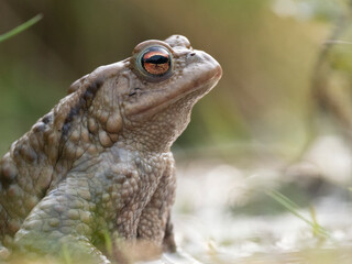 Erdkröte (Buso bufo