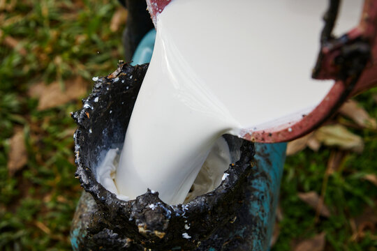 People pouring natural latex from rubber in dirty bucket