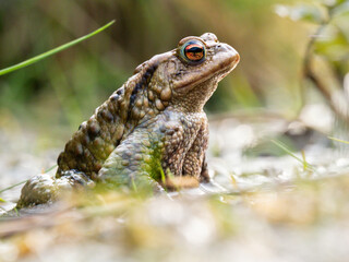Erdkröte (Buso bufo