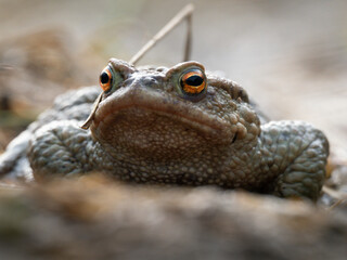 Erdkröte (Buso bufo