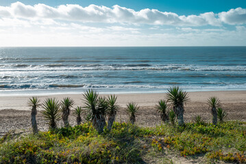 Beach landscape with plants and sand on a sunny morning