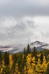 Snowy Mountain with Yellow Aspen Fall Foliage in Foreground