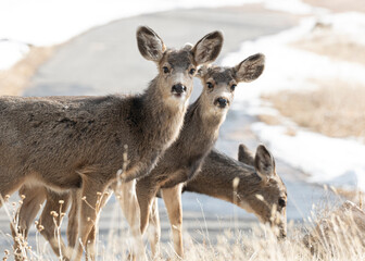Baby Deer on Alert in Colorado