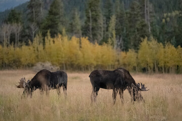 Bull moose graze in field during the rut